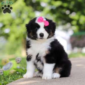 Cisco, Miniature Australian Shepherd Puppy